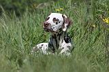 DALMATIEN 066